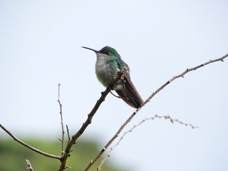 Coppery-headed emerald (female)