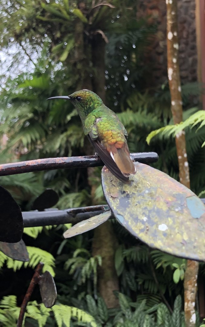 Coppery-headed Emerald Hummingbird - Mar 2019