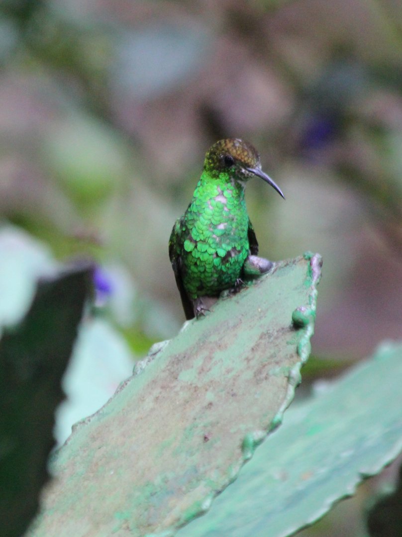Coppery-headed Emerald Hummingbird - Mar 2019