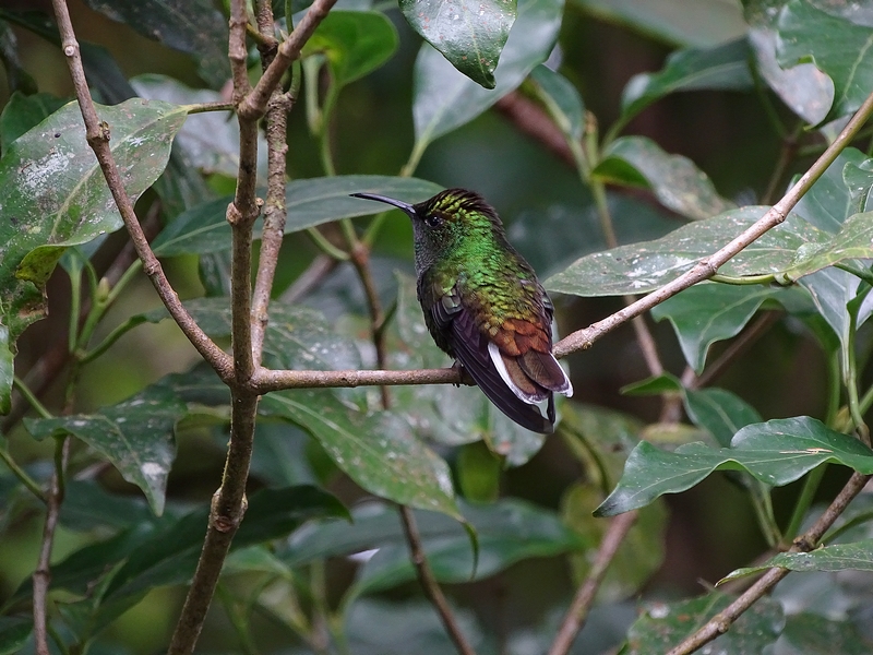 Coppery-headed emerald, male