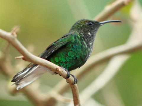 Coppery-headed Emerald