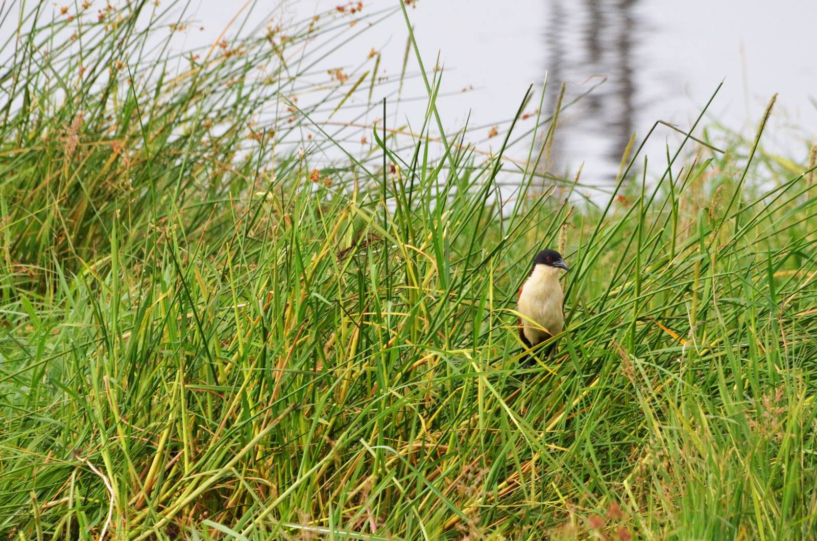 Coppery-tailed Coucal, Khwai Community Area, Botswana, 24/04/16