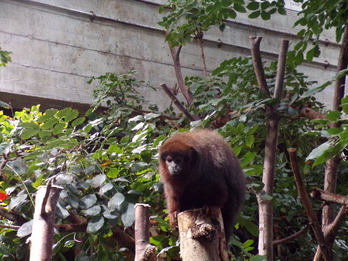 Coppery titi 11.2.25