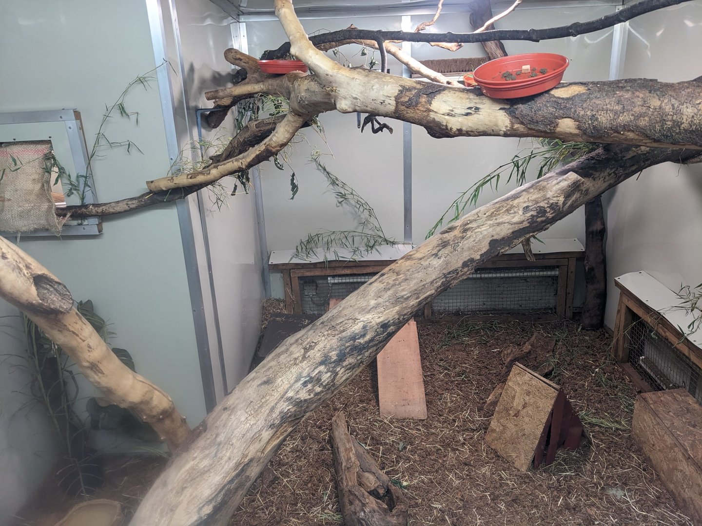 Coppery Titi and Three-banded Armadillo enclosure