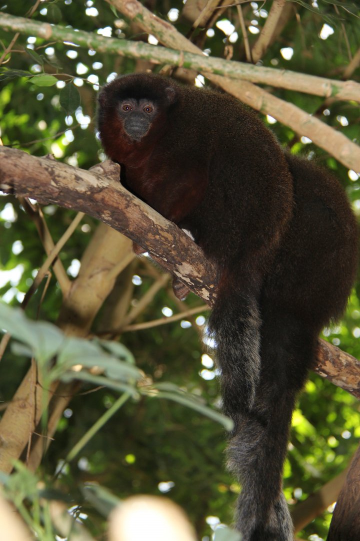 coppery titi (Callicebus cupreus)