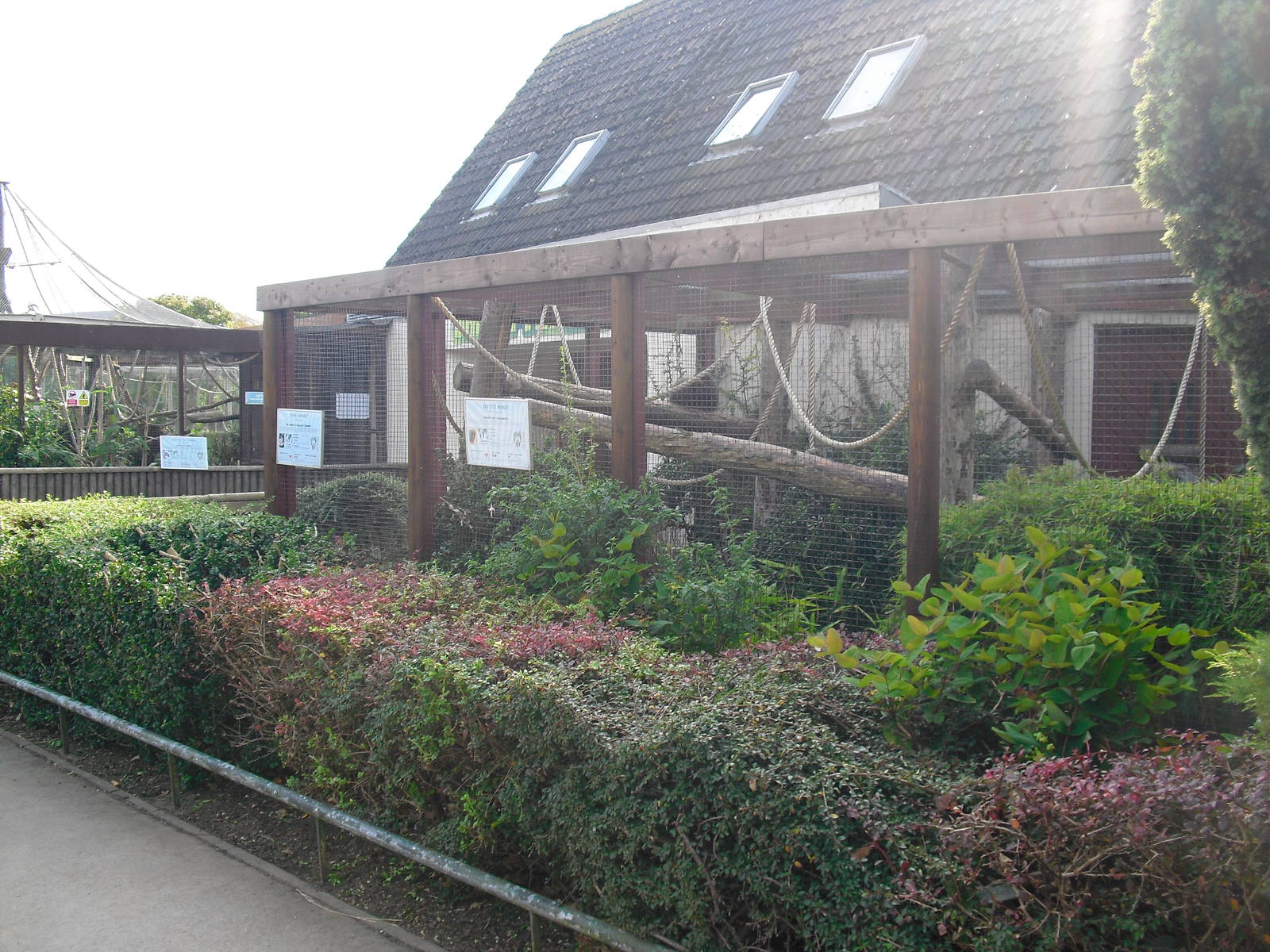 Coppery Titi Enclosure - 01/10/2011