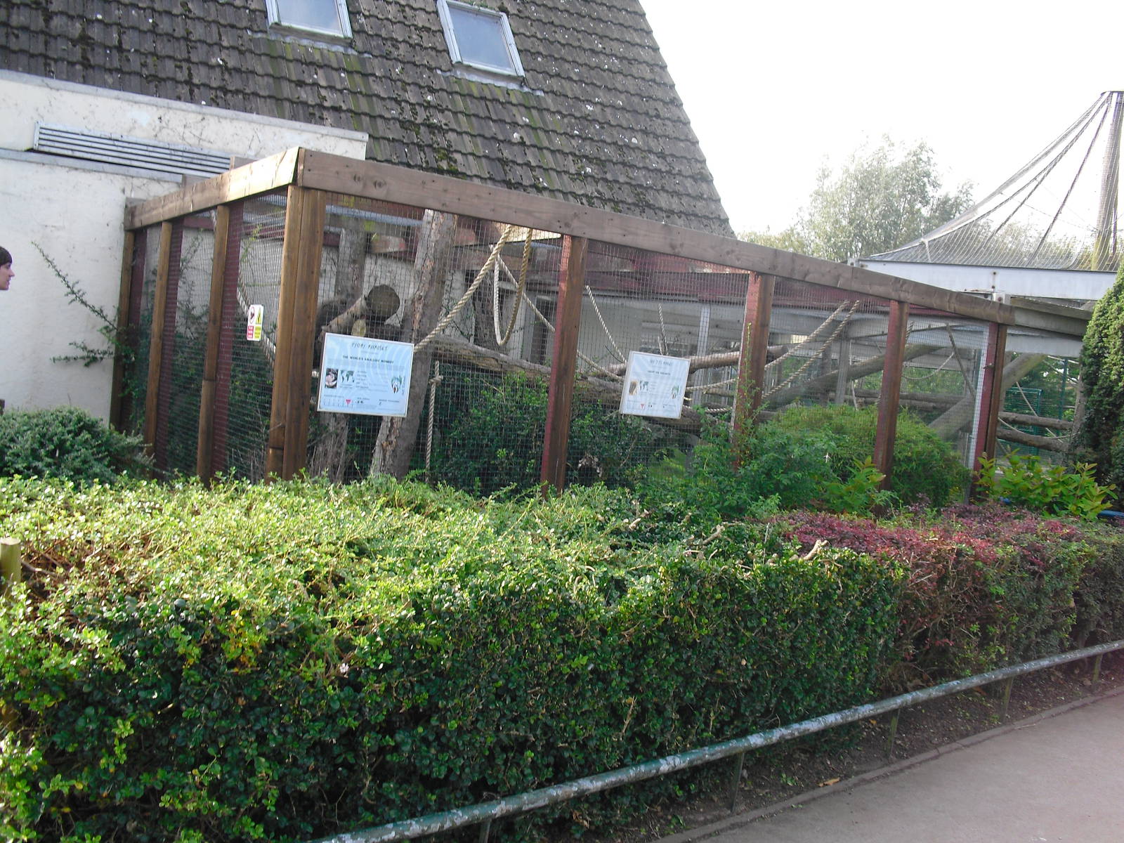 Coppery Titi Enclosure - 01/10/2011