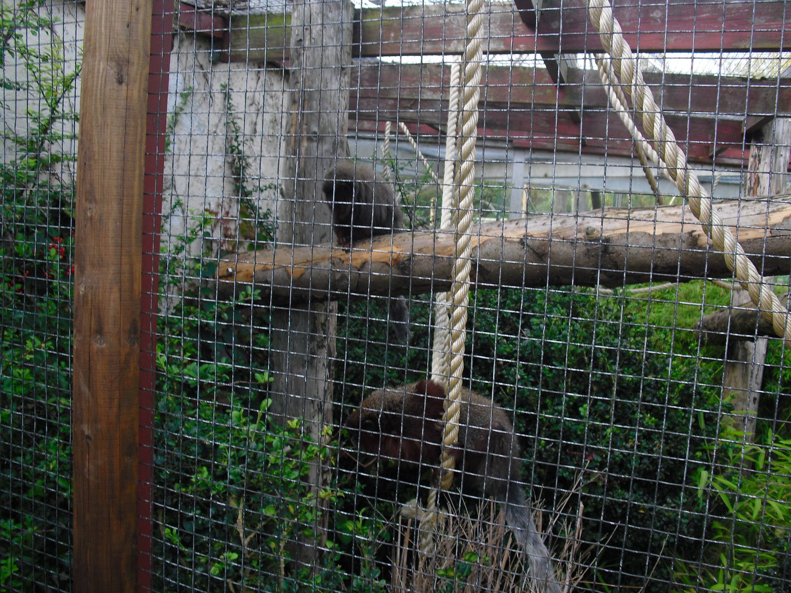 Coppery Titi Enclosure - 01/10/2011