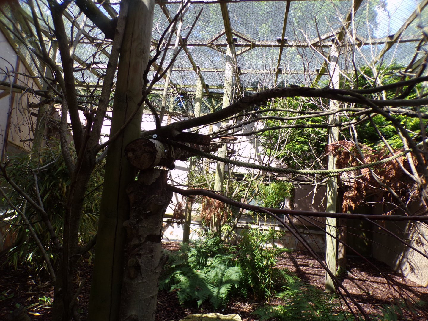 Coppery titi enclosure 7.7.24