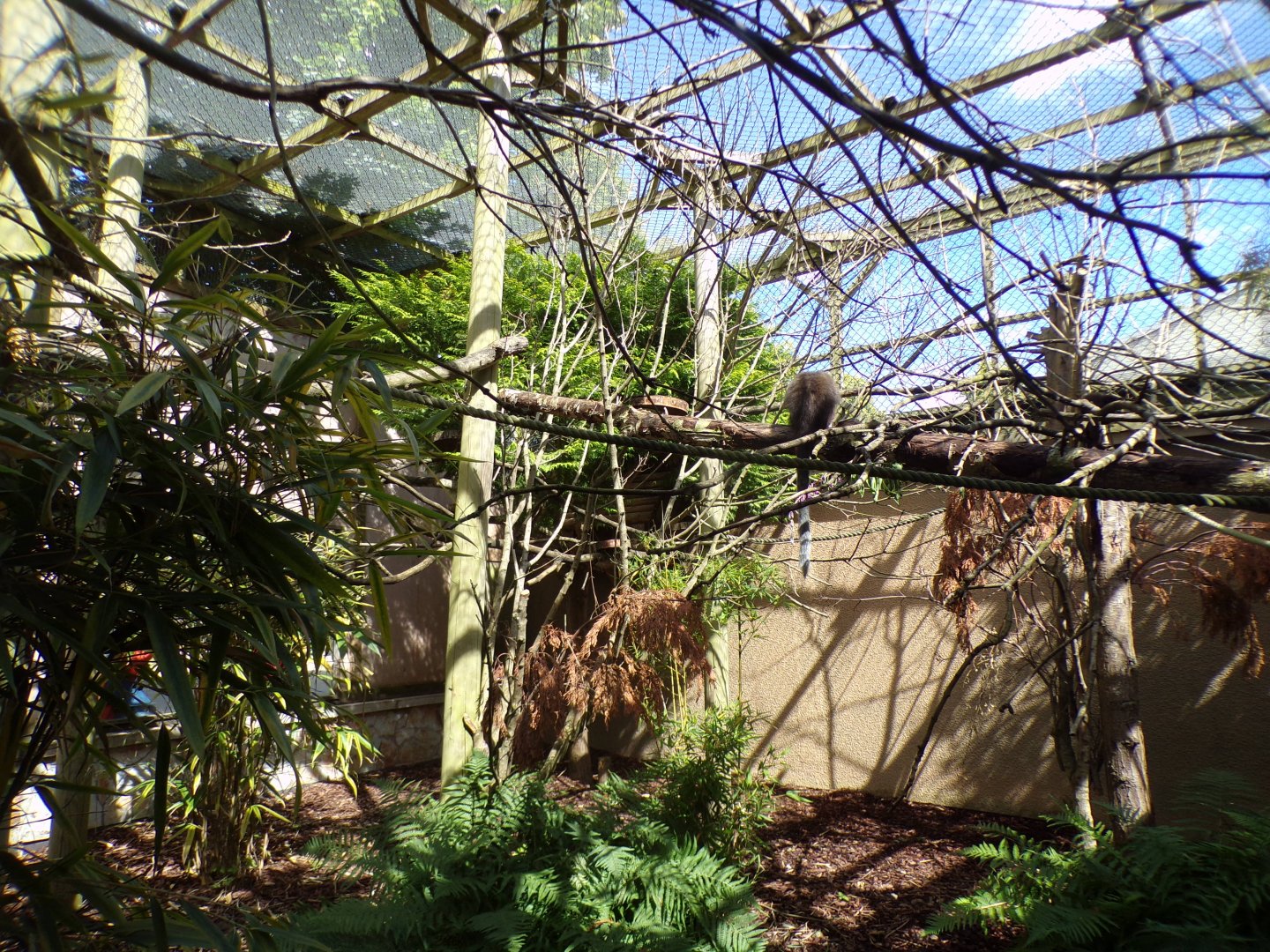 Coppery titi enclosure 7.7.24