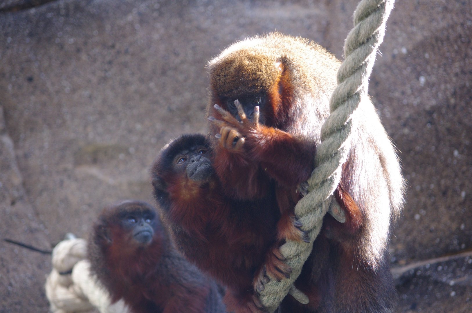 Coppery titi family- 10/4/2025