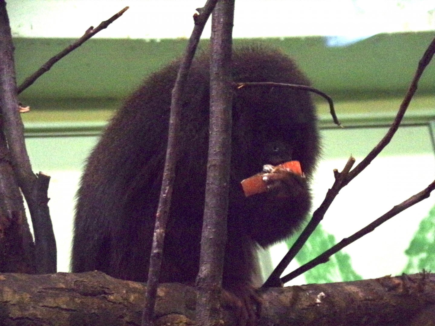 Coppery titi feeding 16.9.24