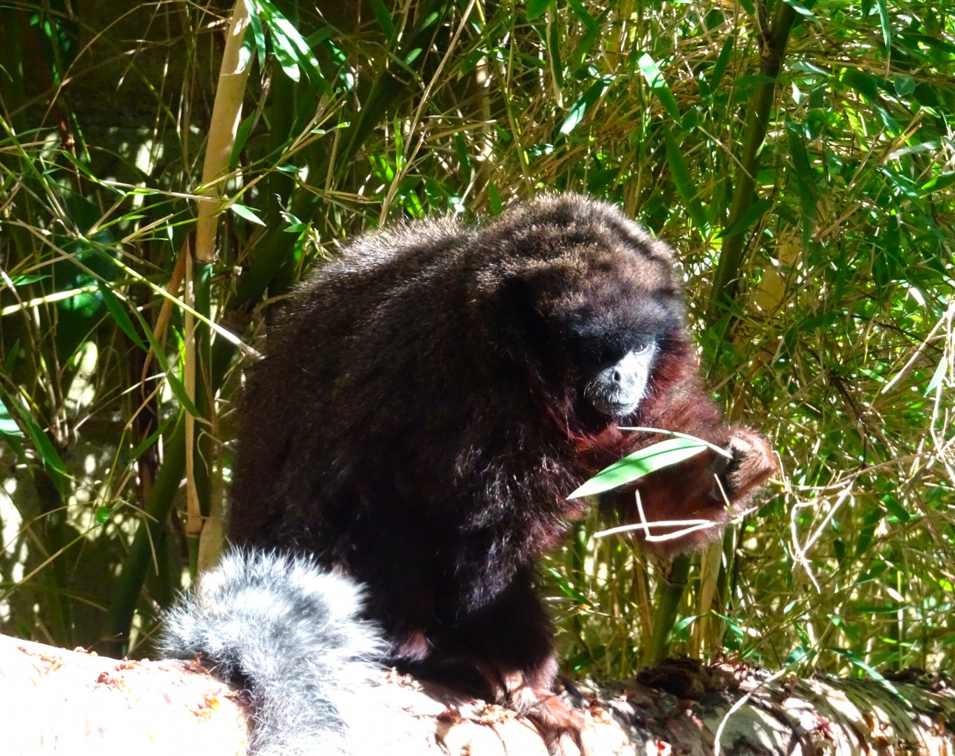 Coppery titi monkey       21 May 2025