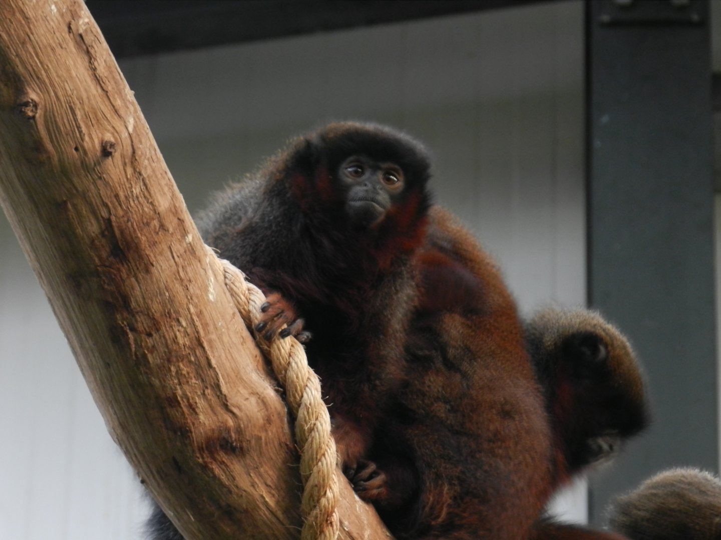 Coppery Titi Monkey (Callicebus cupreus) at Banham Zoo, England