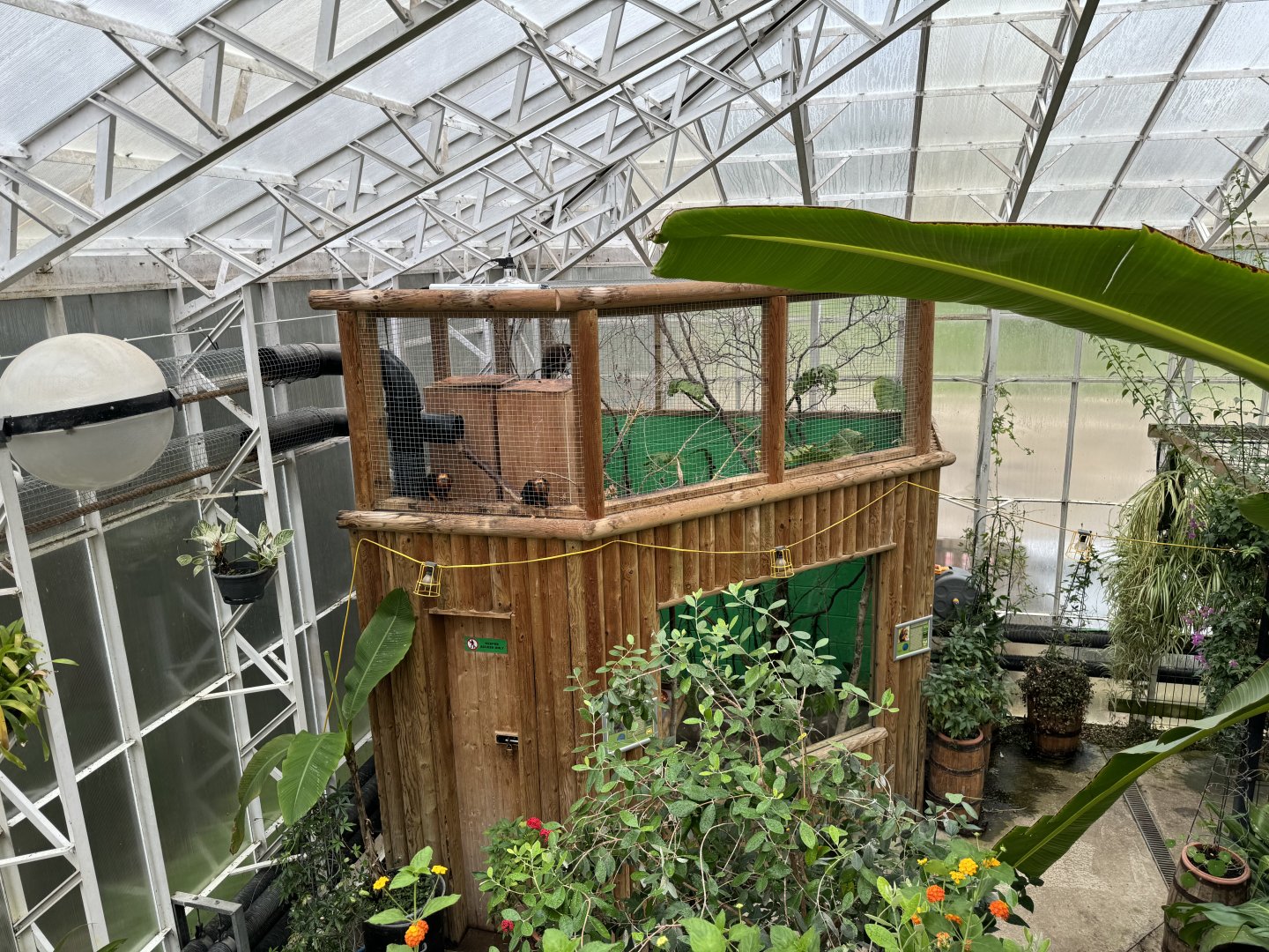 Coppery Titi Monkey / Golden-headed Lion Tamarin Indoor Enclosure at Woodside Wildlife Park
