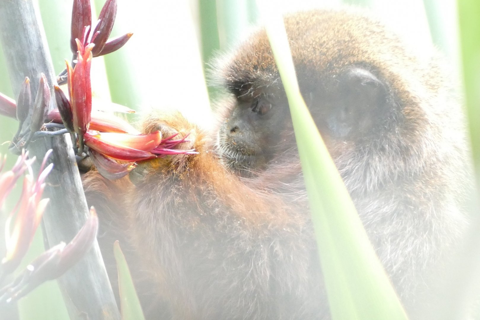 Coppery titi monkey, June 2022
