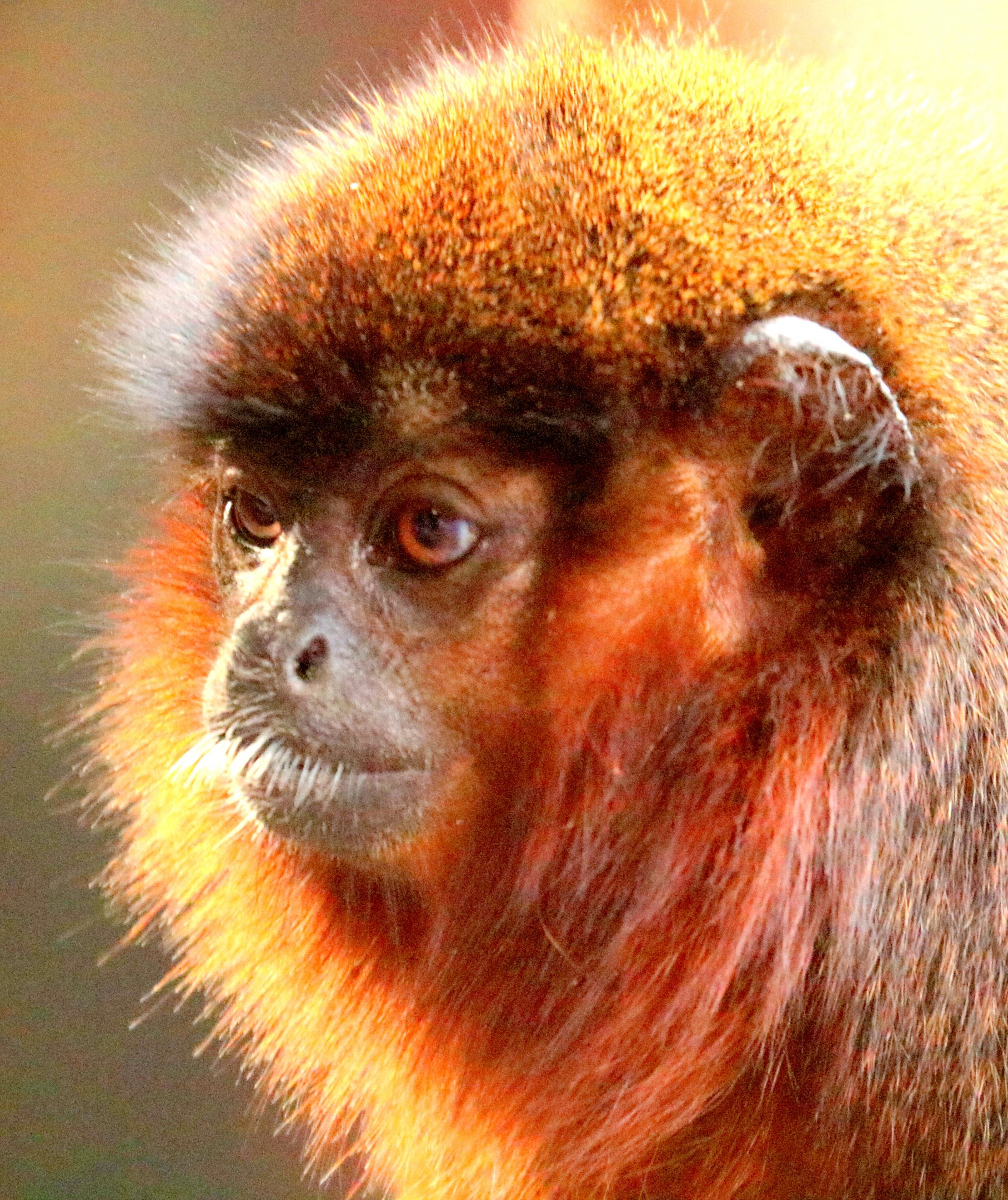 Coppery titi monkey; London Zoo; 22nd March 2019