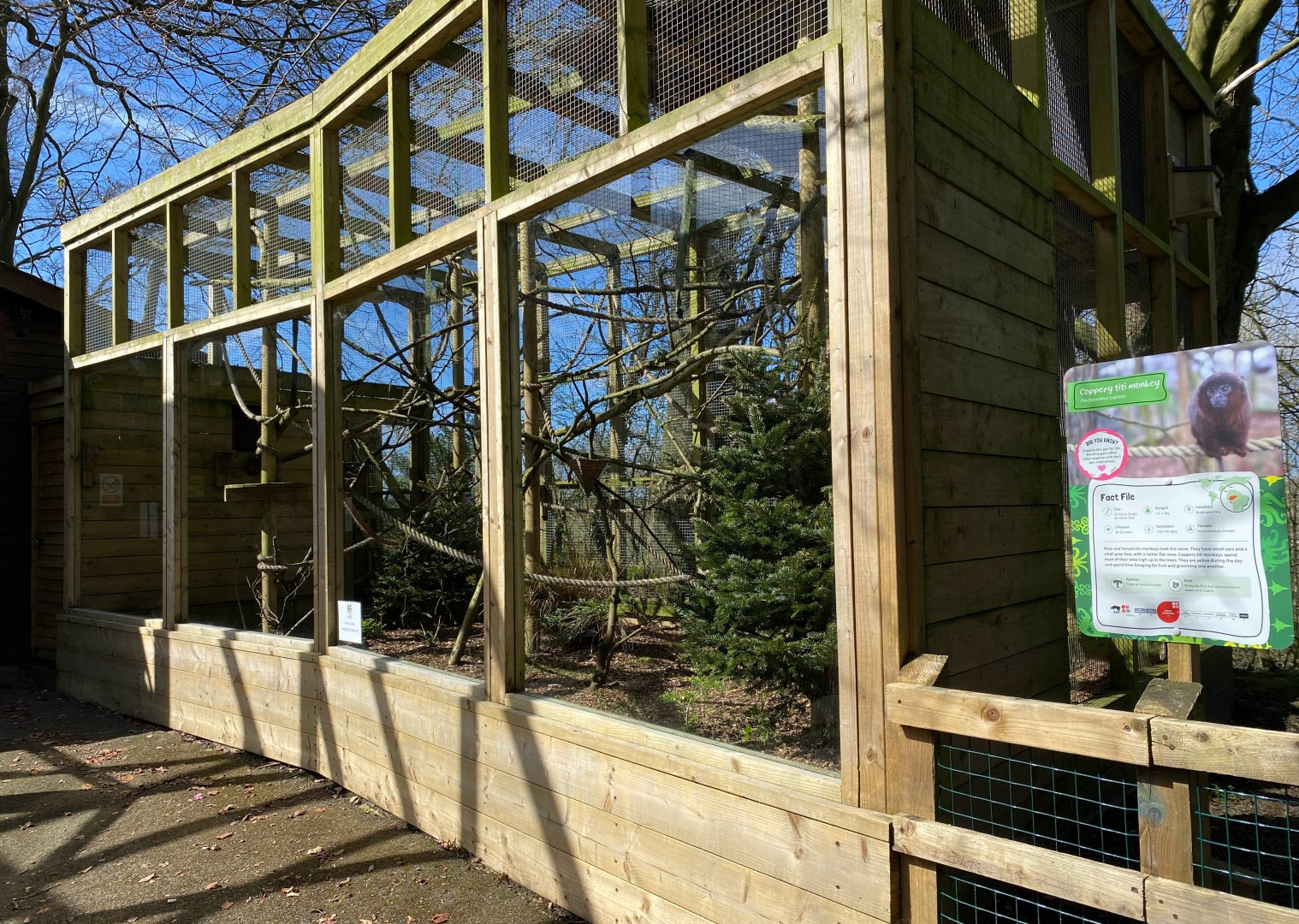 Coppery Titi Monkey outside area, Dudley, UK