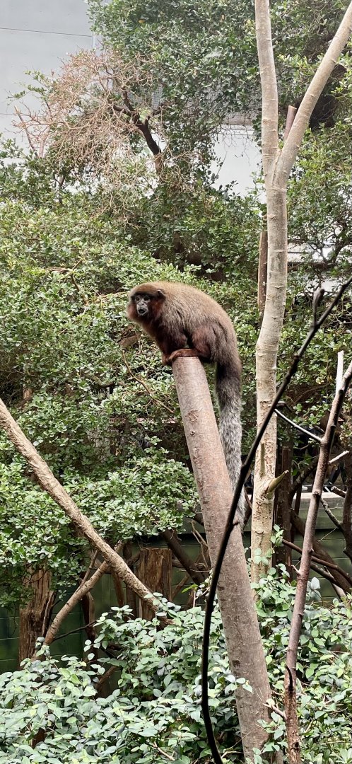 Coppery Titi Monkey, Plecturocebus cupreus