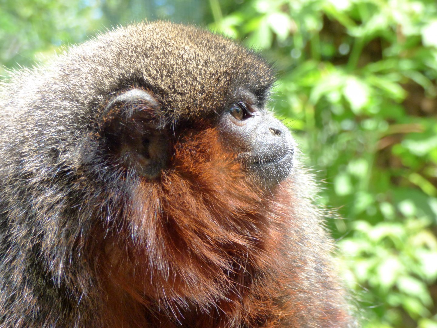Coppery titi monkey (Plecturocebus cupreus)