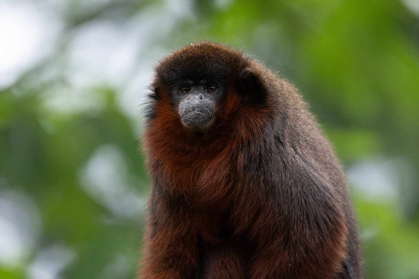 Coppery Titi Monkey (Plecturocebus cupreus)