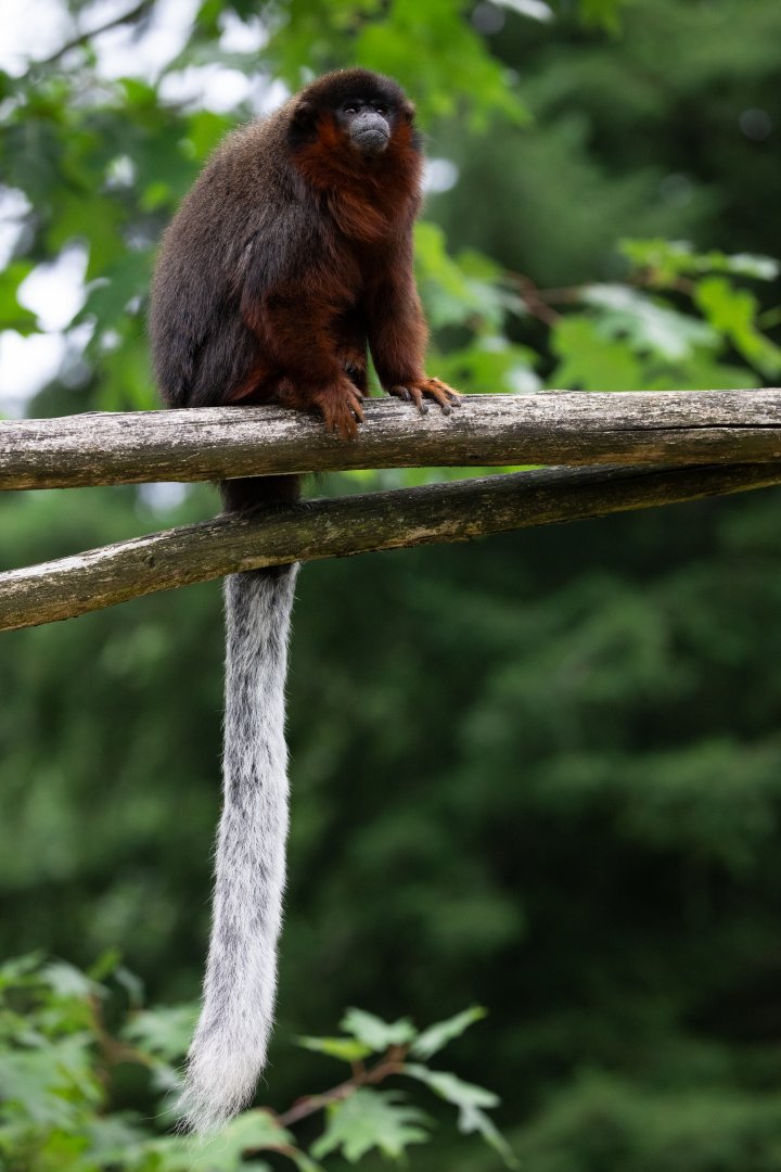 Coppery Titi Monkey (Plecturocebus cupreus)