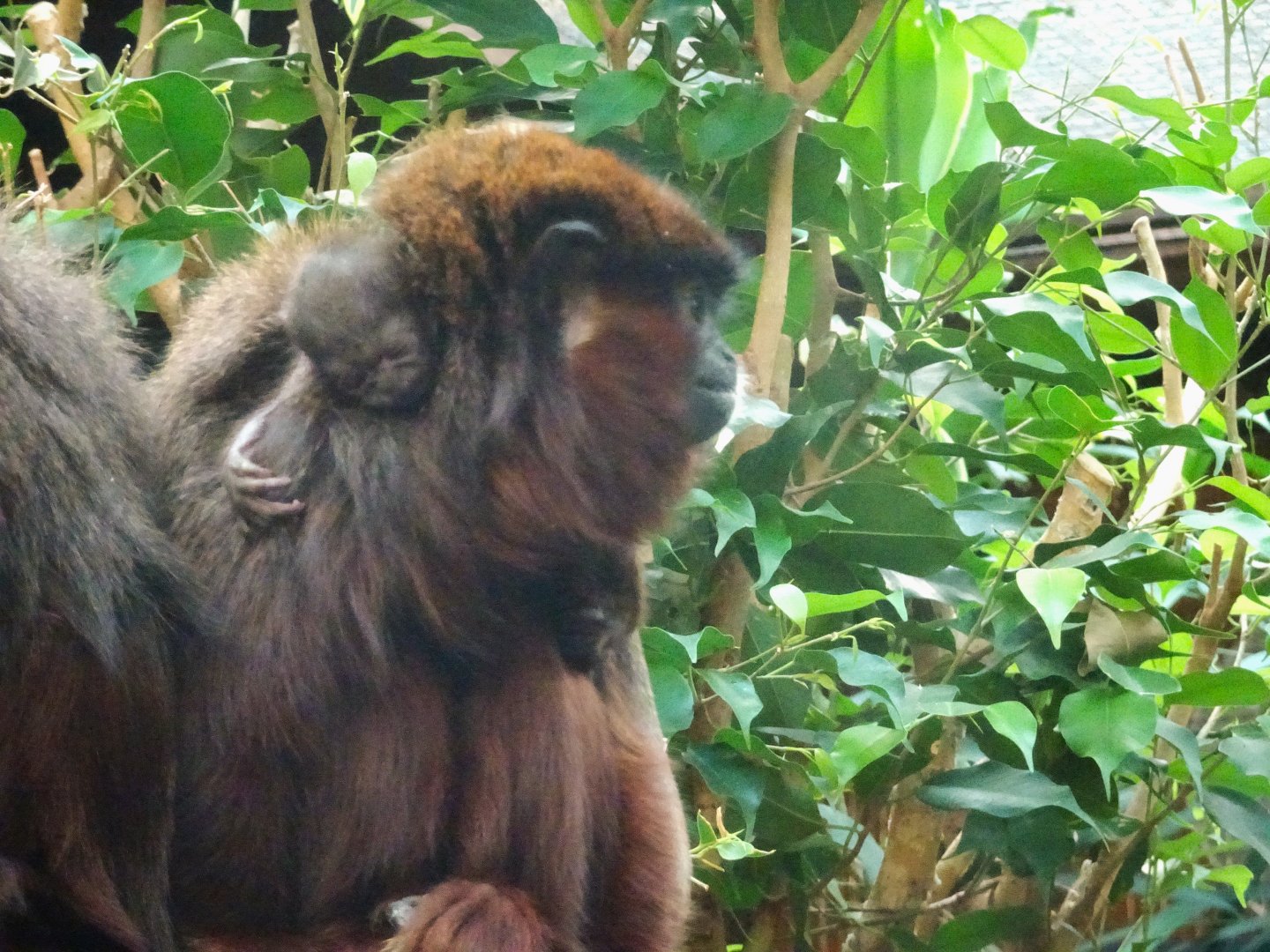 Coppery Titi monkey with baby 17 August 2025