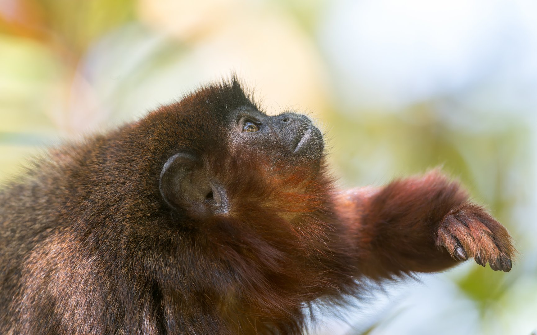 Coppery Titi Monkey, YWP, UK