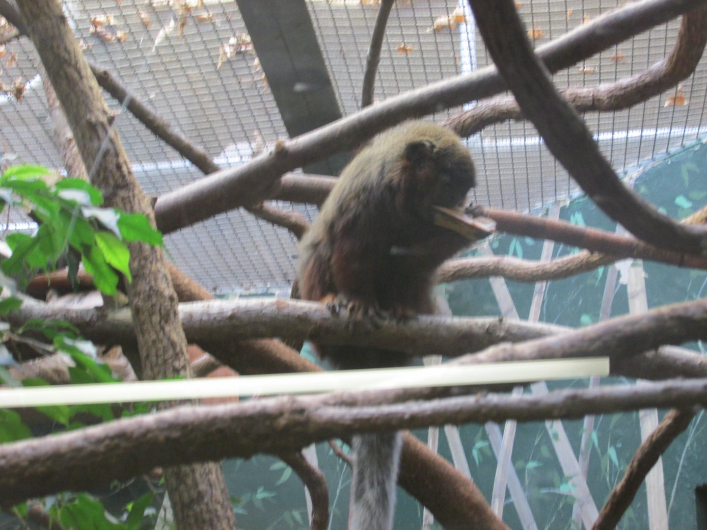 Coppery titi monkey