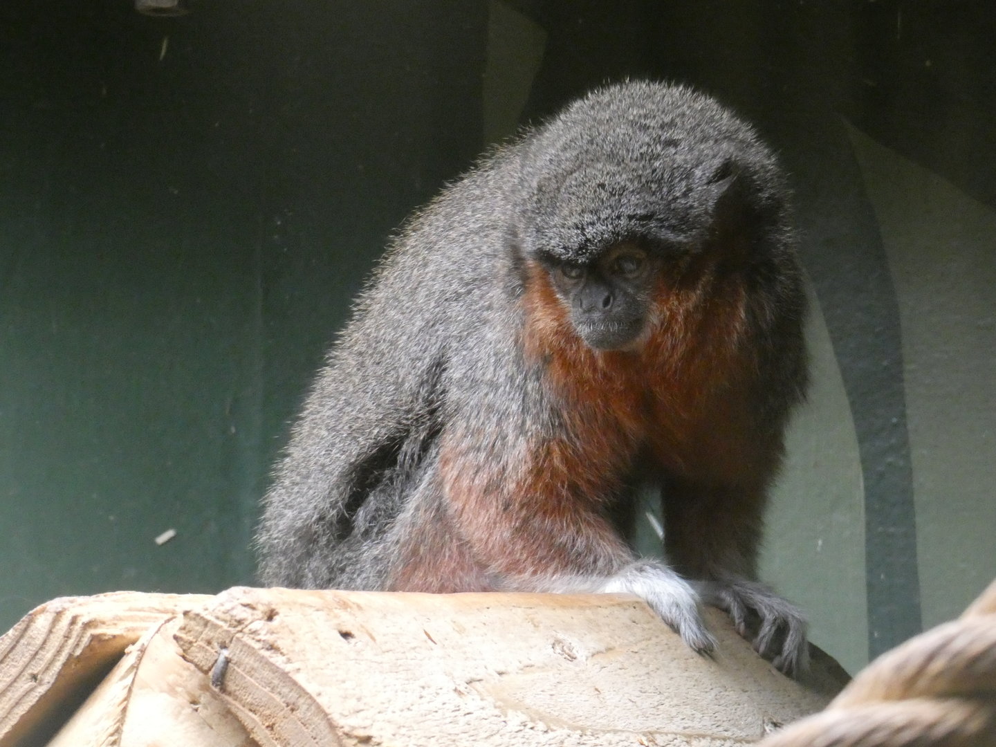 Coppery titi monkey