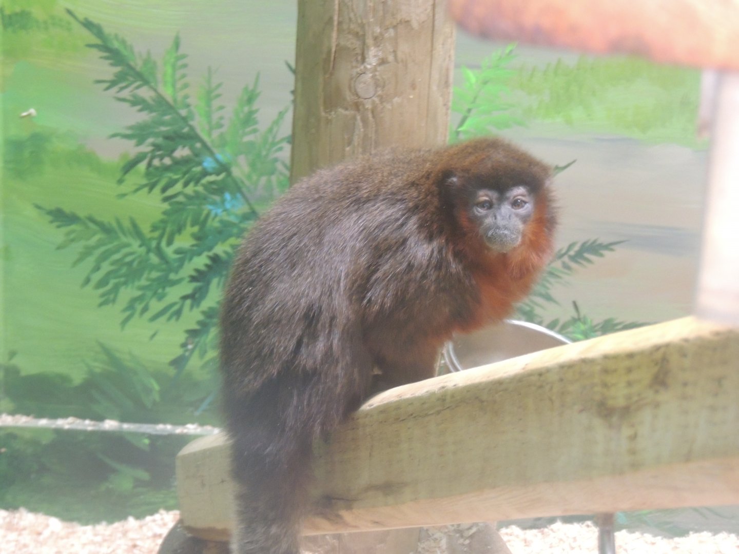 coppery titi monkey