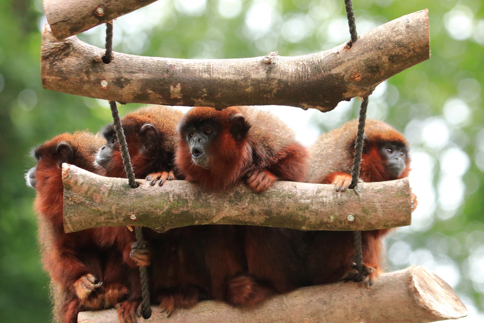 Coppery titi monkeys (July 2020)
