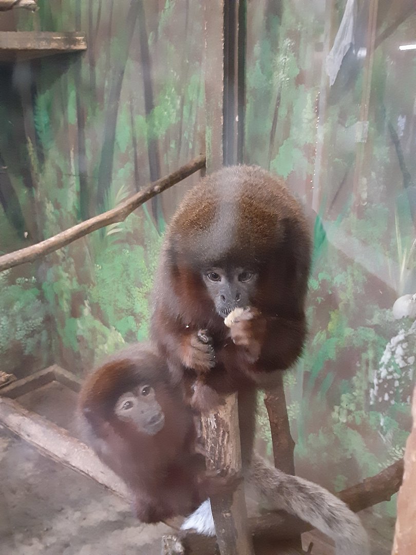 Coppery Titi Monkeys
