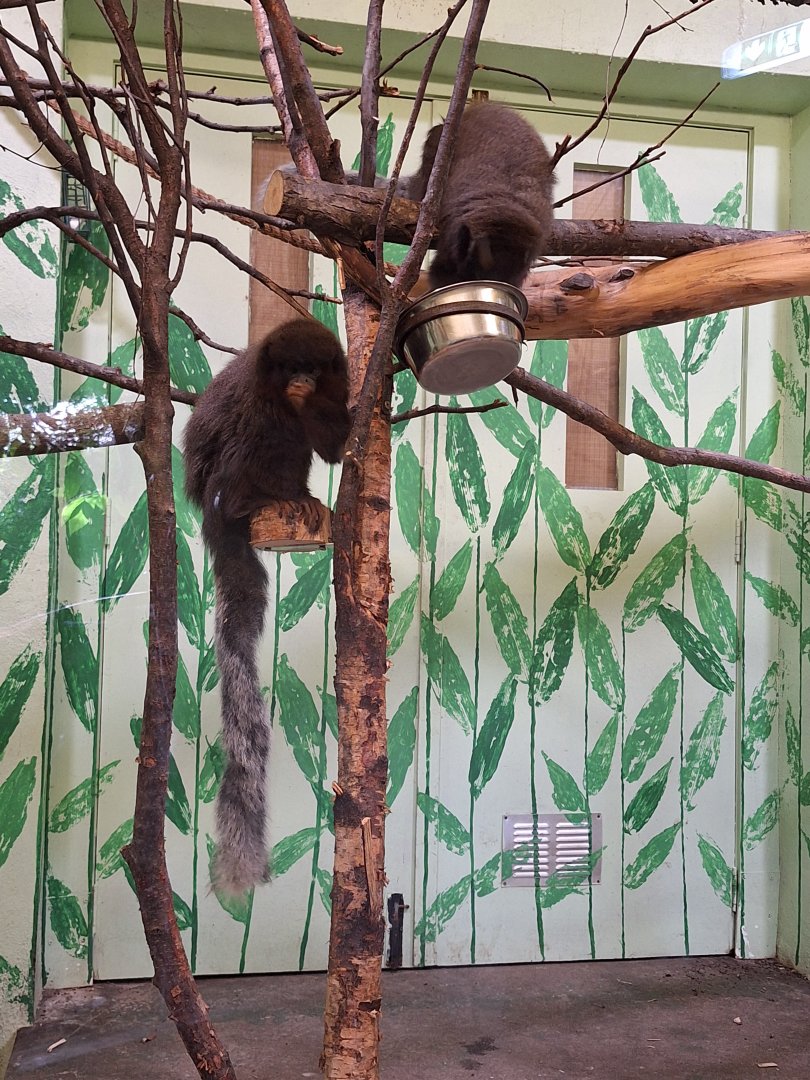 Coppery Titi Monkeys