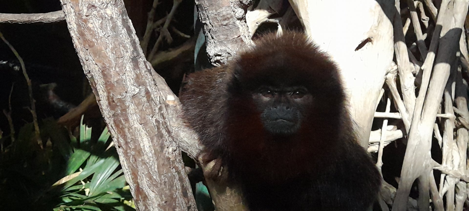 Coppery titi (Plecturocebus cuperus)