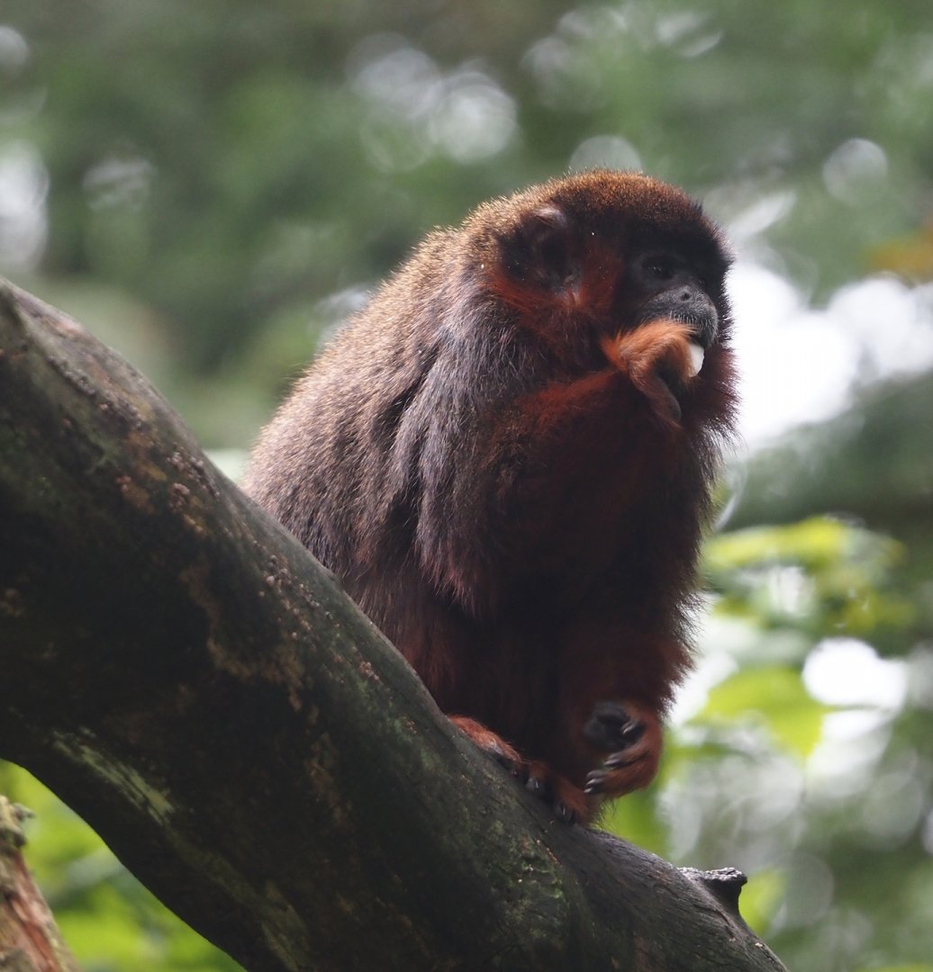 Coppery titi (Plecturocebus cupreus), 2024-08-18