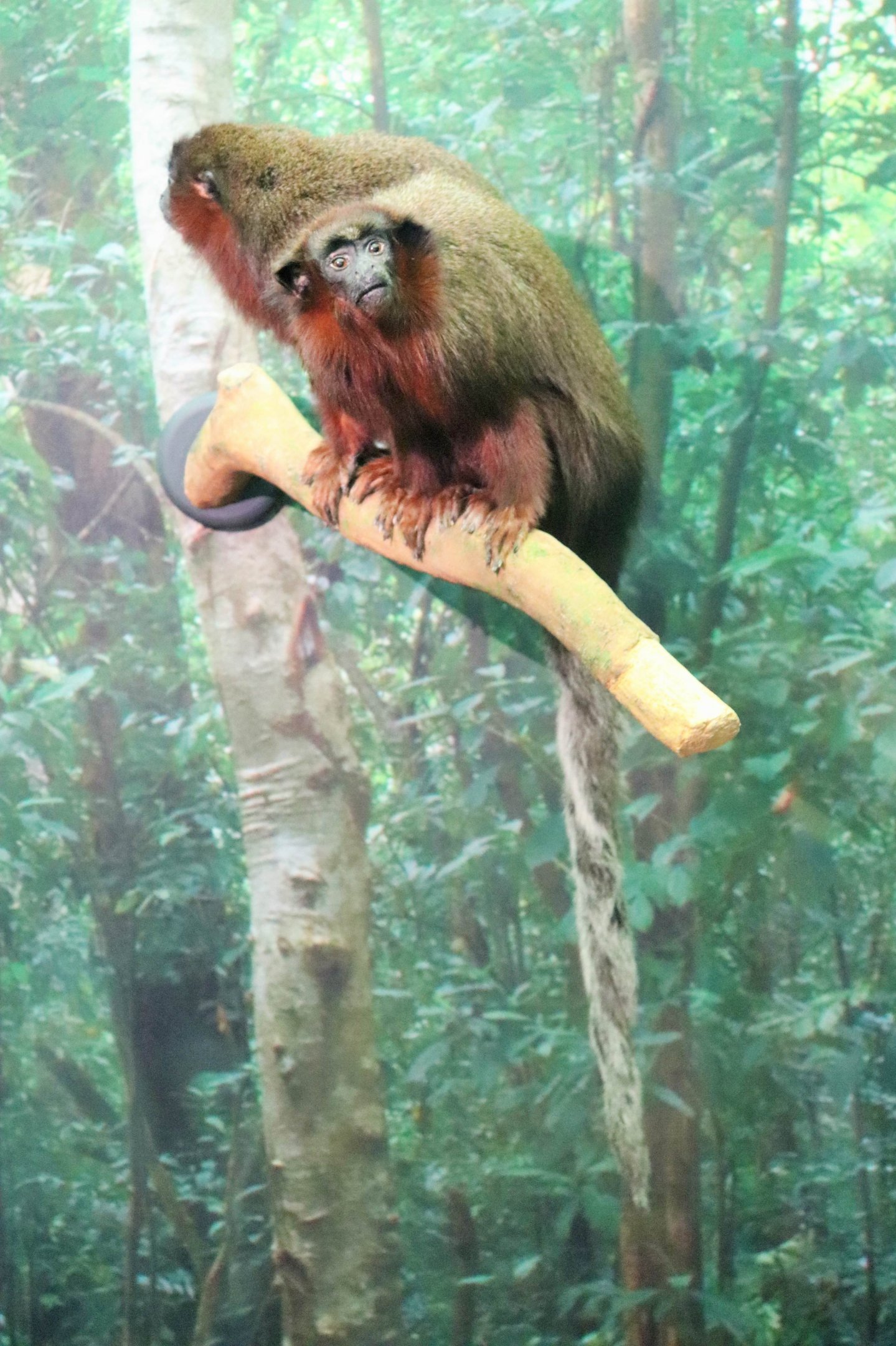 Coppery Titi (Plecturocebus cupreus)