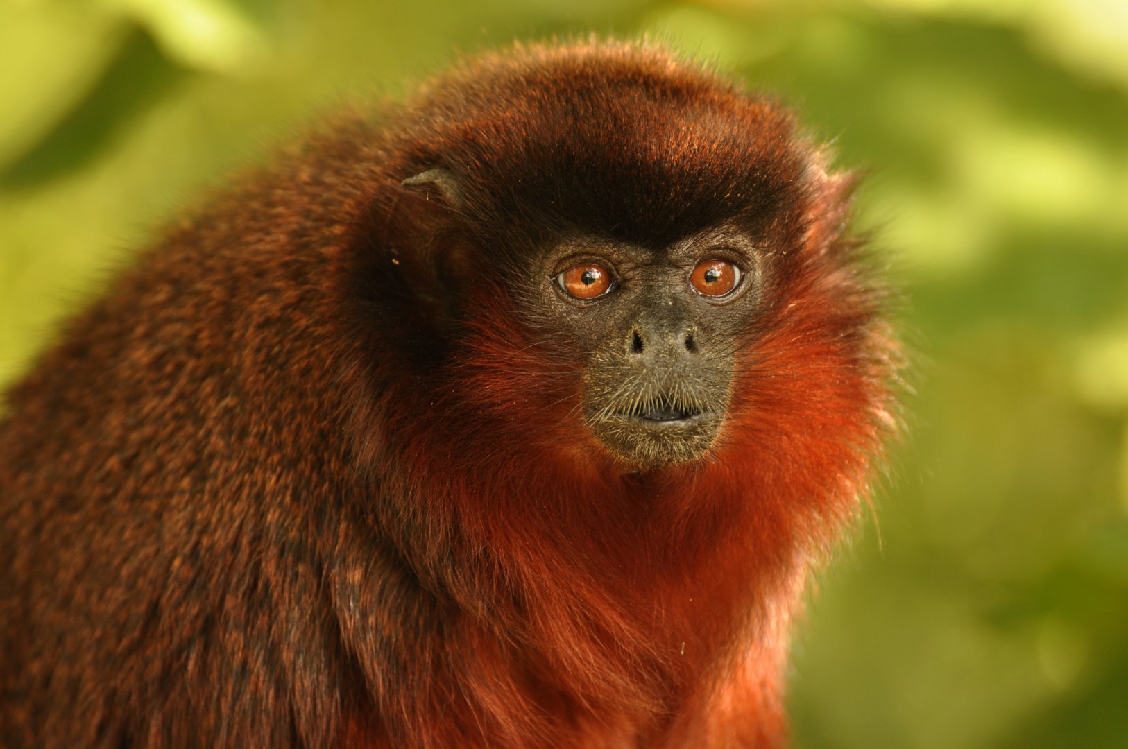 Coppery titi (Plecturocebus cupreus)