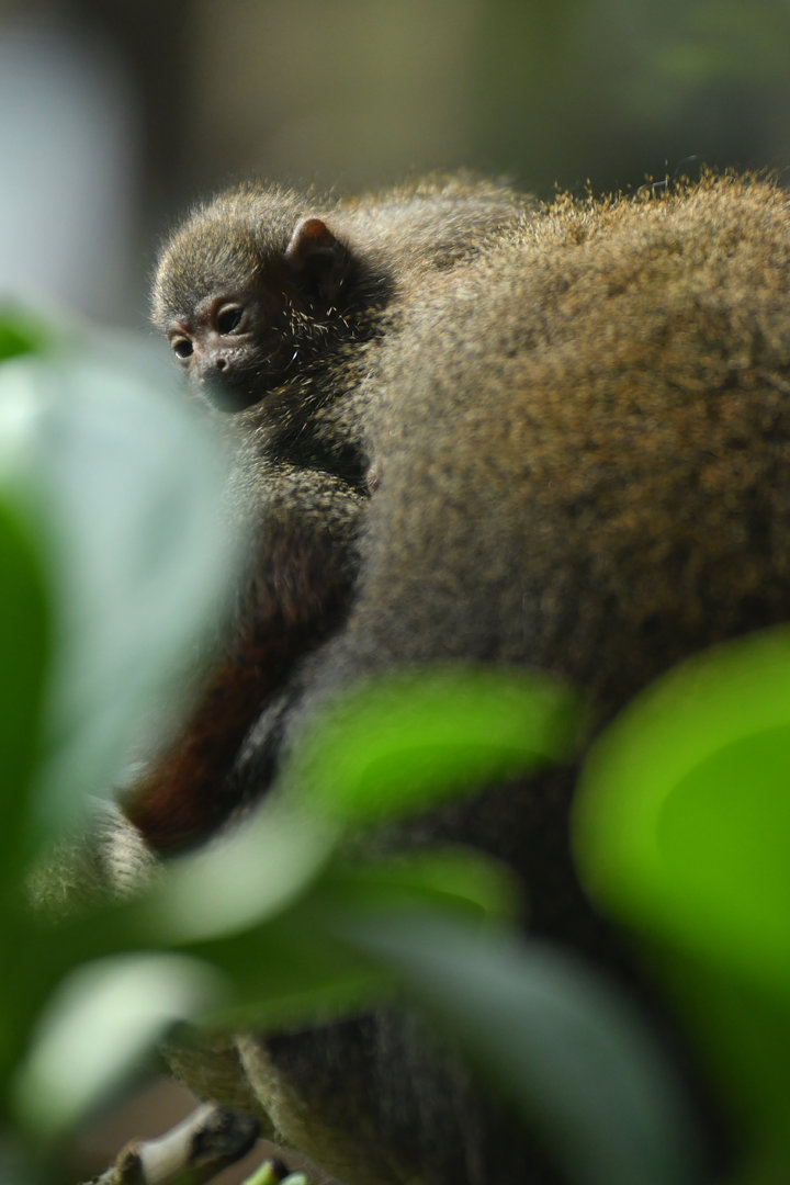 Coppery titi (Plecturocebus cupreus)