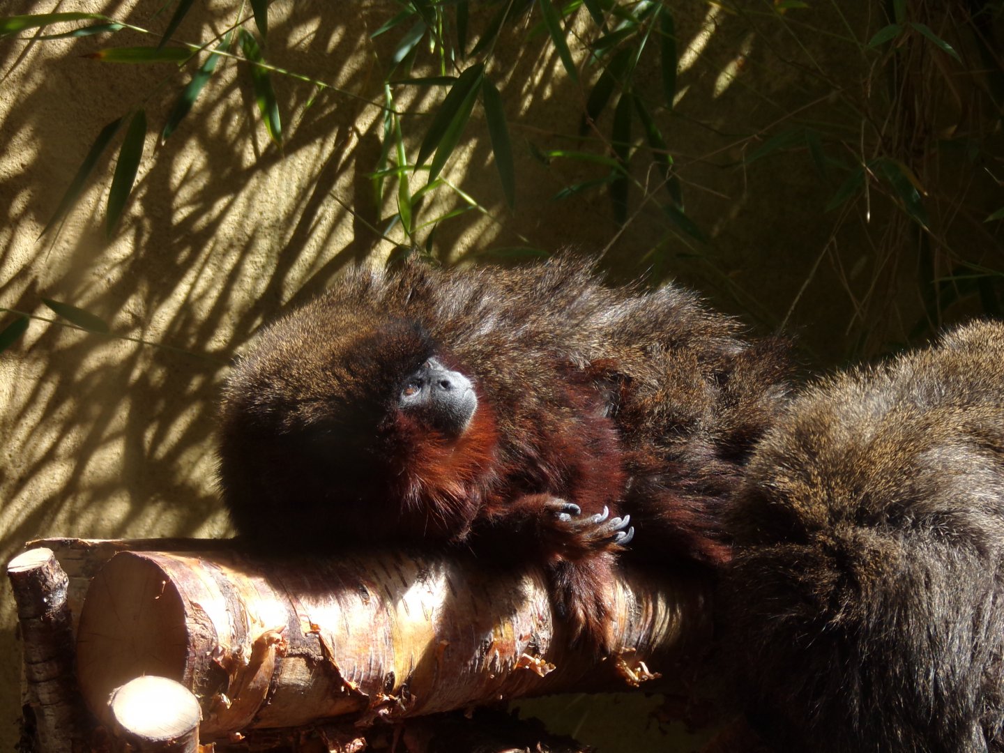 Coppery titi relaxing 18.7.25