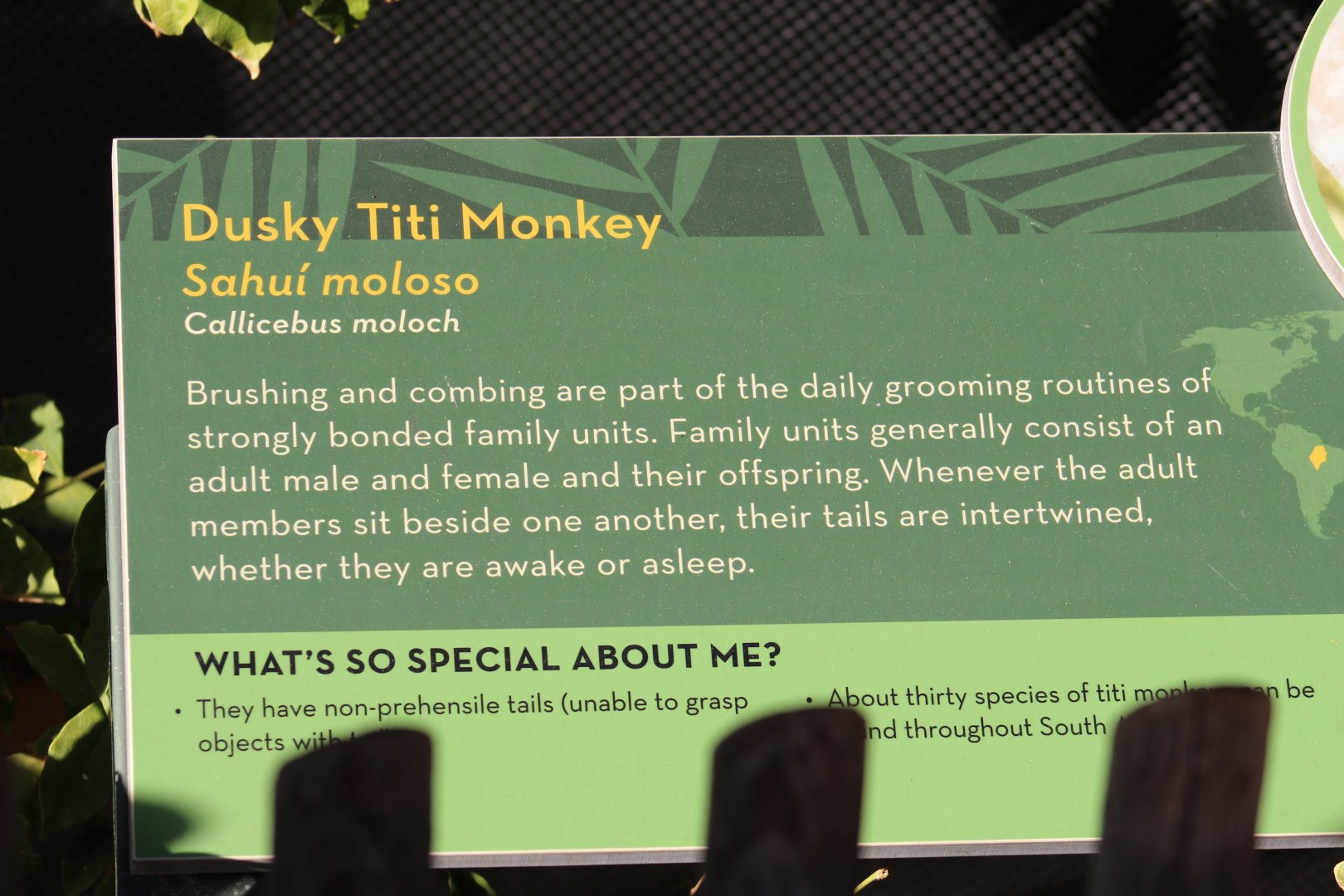 Coppery Titi Signage