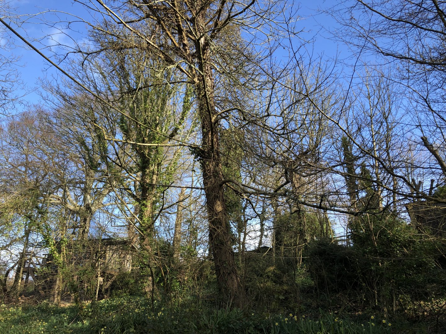 Coppery Titi/Silvery Marmoset Enclosure