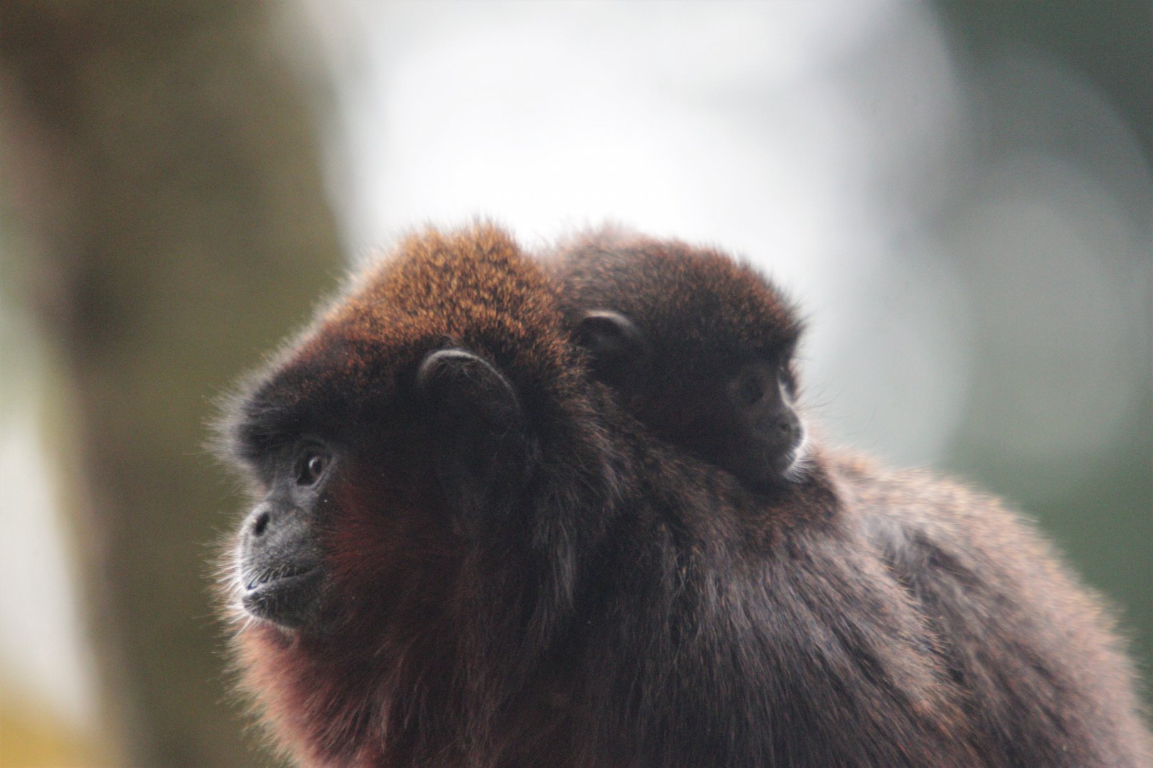 Coppery titi with young