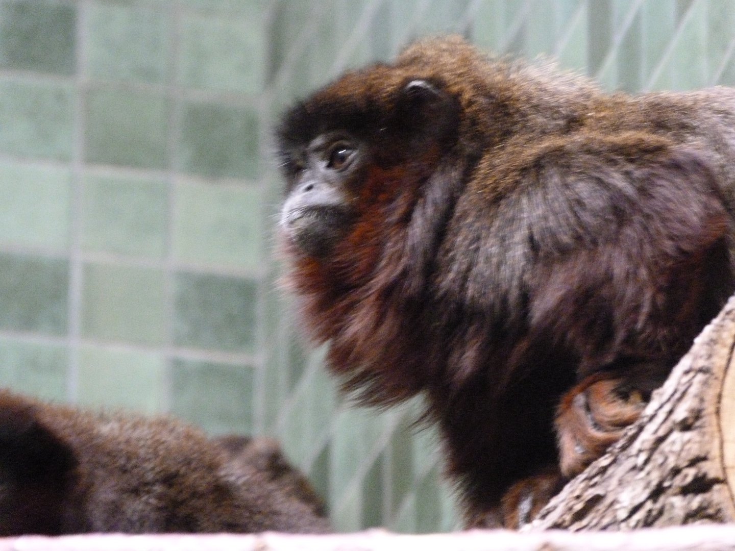 Coppery titi -Zoologischer Garten Berlin (2024)