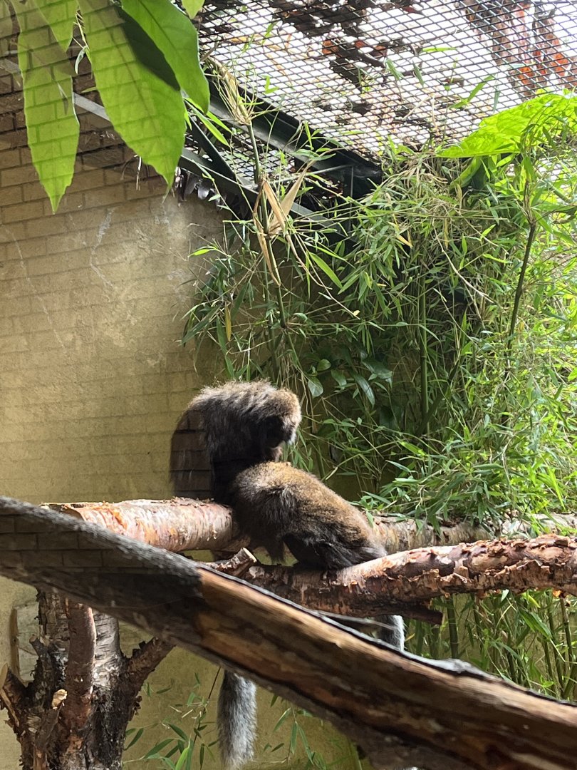 Coppery titis 15.7.24