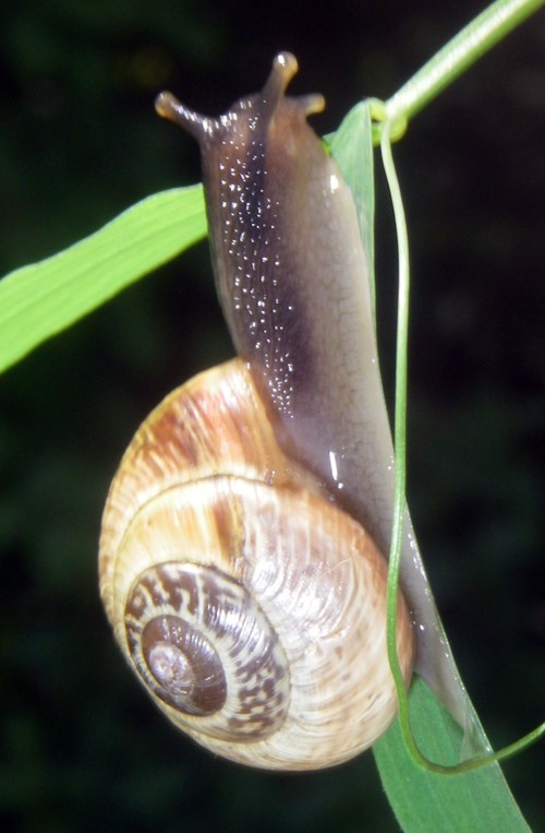 Copse Snail (Arianta arbustorum)