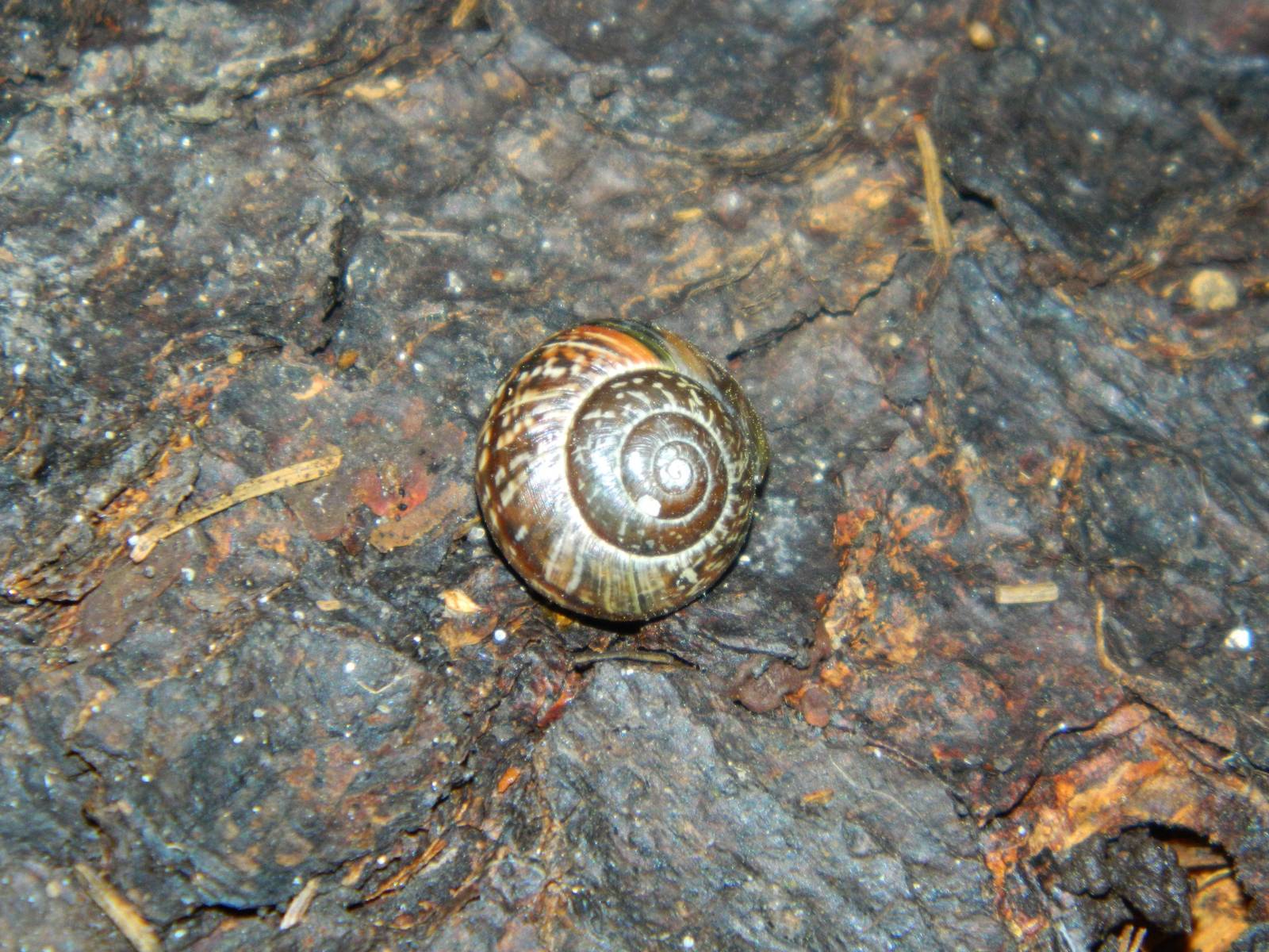 Copse snail (Arianta arbustorum)