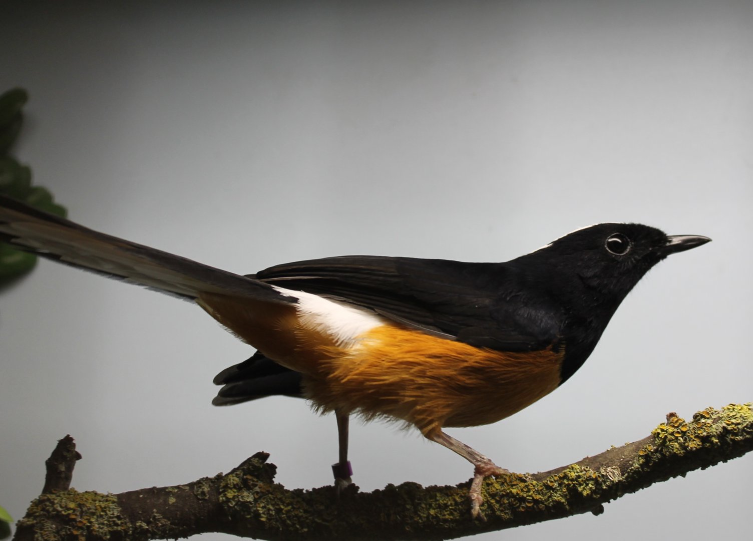 Copsychus malabaricus stricklandii - White-crowned shama