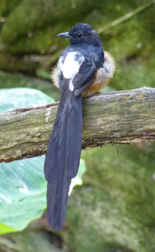 Copsychus malabaricus