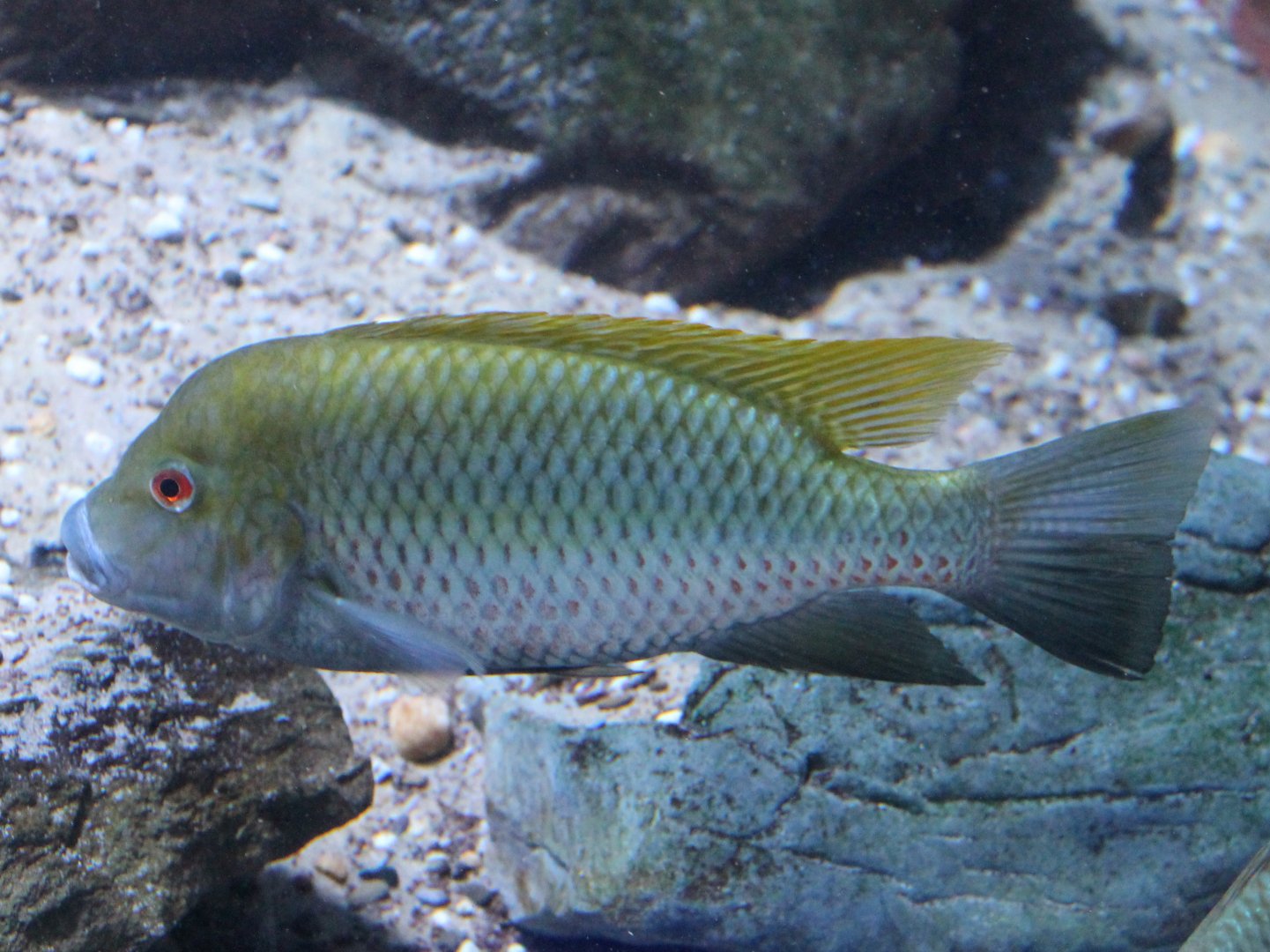 Coptodon guineensis
